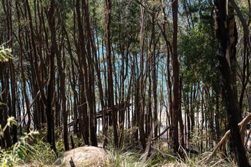 trees leading to beach on Bush walk in the Ku-ring-gai Chase National Park down to Flint and Steel Beach, north of Sydney, bush walk leading to beach