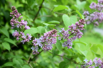 branch of lilac