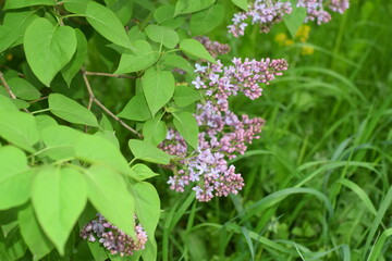 flowers on green background