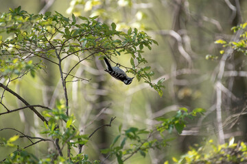Downy Woodpecker