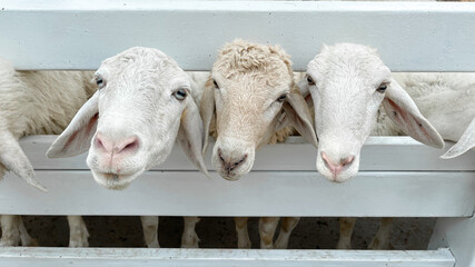 Naklejka premium White sheep crowd in the classic farm, Thailand.