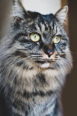 American shorthair mix. Beautiful mixed cat.