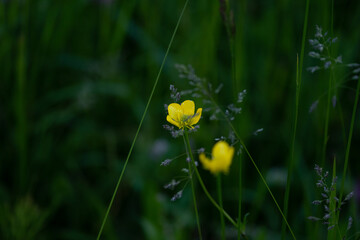 Renoncule âcre (Ranunculus acris)