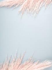 Minimal design background with pastel pink pampas grass on blue. - 435779213