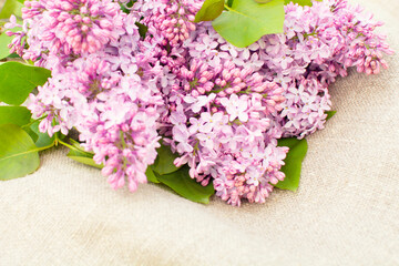 Spring flowering lilac in the garden. natural spring background.