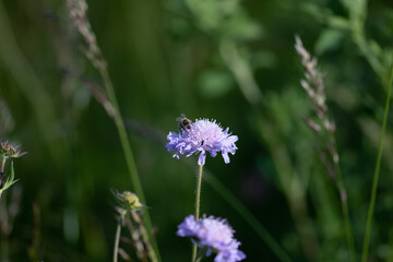 Abeille sur la Knautie des champs 4