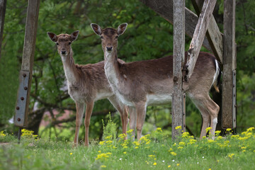 Deer in the forest are looking at the camera