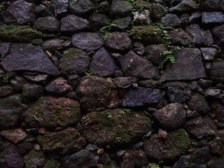 stone wall with small fern plants, background image