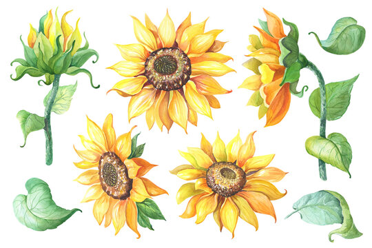 Set of Sunflower with green leaves,stem. Helianthus izolated on white background. Watercolor yellow flower
