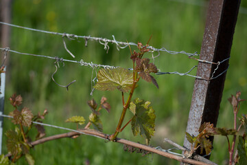 Feuilles de vignes au printemps 1