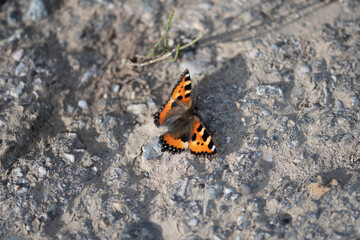 Petite tortue (Aglais urticae)