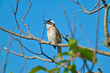 A Light-vented Bulbul stands on a tree branch and chirps.Adult dark olive above, white below, with black-and-white head pattern. (Pycnonotus sinensis)