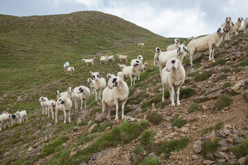 Brillenschaf sheep in an Italian mountain  pasture