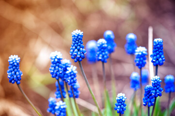 Muscari, mouse peas close up, selective focus. Spring violet flowers.