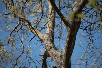 Fototapeta na wymiar Red Bellied Woodpecker
