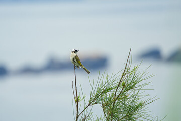 The Light-vented Bulbul stood at the top of the tree.Adult dark olive above, white below, with black-and-white head pattern. (Pycnonotus sinensis)