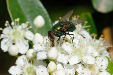 Common green bottle fly (Lucilia sericata) on flowers