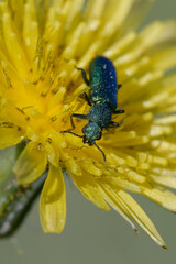 Soft-winged flower beetle (Psilothrix viridicoerulea) on a flower