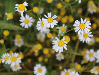 Fototapeta premium Beautiful white and yellow daisy flowers growing wild in a meadow in rural Germany on a summer day.