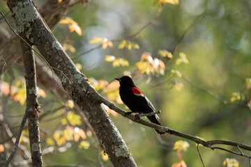 Red Winged Blackbird