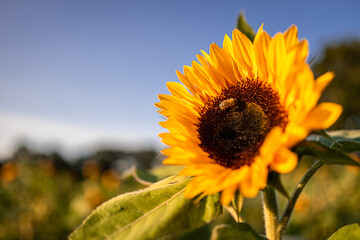 Sonnenblumen auf dem Feld in Wedel