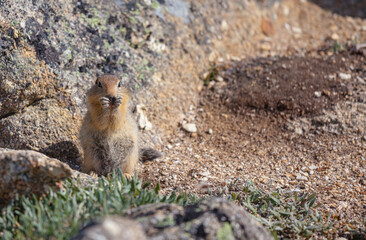 Squirrel