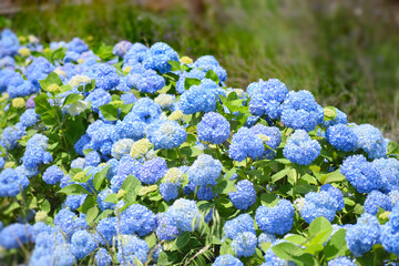 青色の鮮やかなたくさんの紫陽花の花