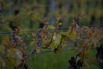 Dans les vignes 5