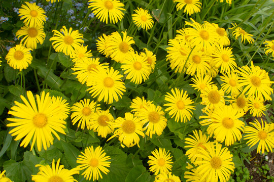 รูปภาพDoronicum – เลือกดูภาพถ่ายสต็อก เวกเตอร์ และวิดีโอ2,112 | Adobe Stock