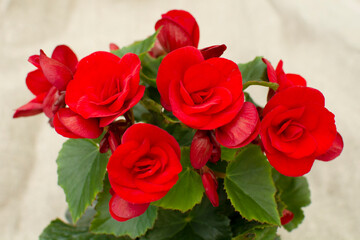 Bright red cucullata begonia flowers or wax begonia. Begonia decorative plant close-up. Red flowers of a plant close-up.