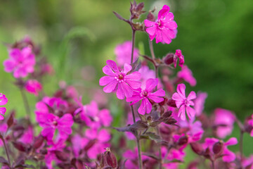 close up of wild cloves