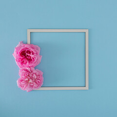 fresh pink roses and square frame with copy space on the pastel blue background. gardening creative summer background. minimal flat lay.