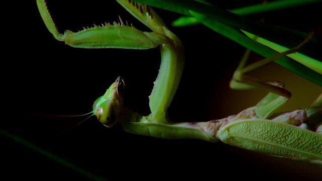 A female praying mantis during a night hunt, a soft close-up shot of a Vietnamese praying mantis hanging from a stalk of green grass preparing to attack its prey.