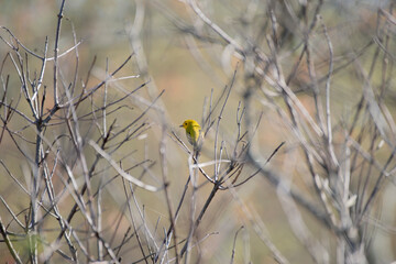 Yellow Warbler