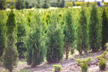 rows of young conifers in greenhouse with a lot of plants on plantation - obrazy, fototapety, plakaty