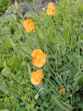 Papaver rupifragum ou atlanticum | Pavots d'Espagne ou pavots de l'Atlas aux p&eacute;tales orange-saumon sur longue tige florale nue &agrave; feuilles basales duveteuse, oblongues et pennatilob&eacute;es vert gris&eacute;