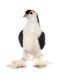 Lahore pigeon in studio