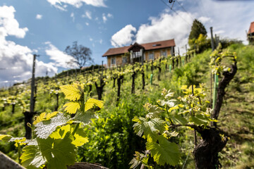 Fototapeta na wymiar springtime in vineyard in southern styria, austria