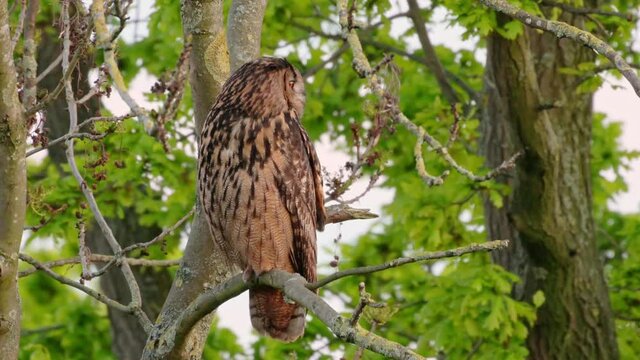 Eurasian eagle-owl (Bubo bubo) sitting on a branch inside a tree, Heinsberg, North Rhine-Westphalia, Germany