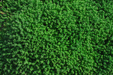 green grass background for text