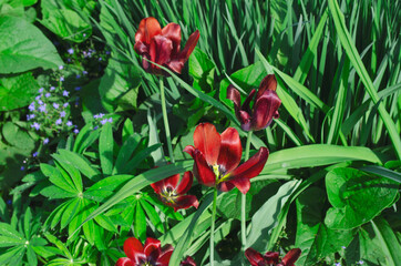 red tulips bloomed in the garden