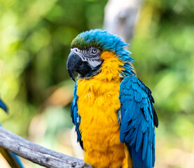 Macaw close up headshot of the parrot posing on a branch with a green out of focus background