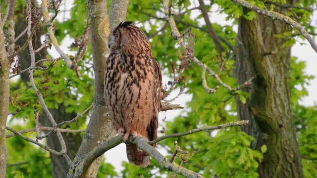 Eurasian eagle-owl (Bubo bubo) sitting on a branch inside a tree, Heinsberg, North Rhine-Westphalia, Germany