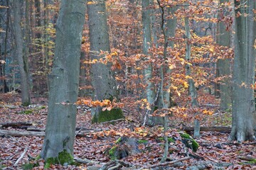 autumn forest in the morning