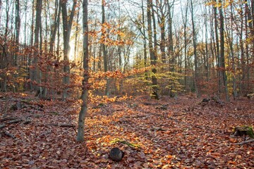 autumn forest in the morning