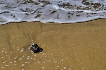 Stein im Wasser am Strand