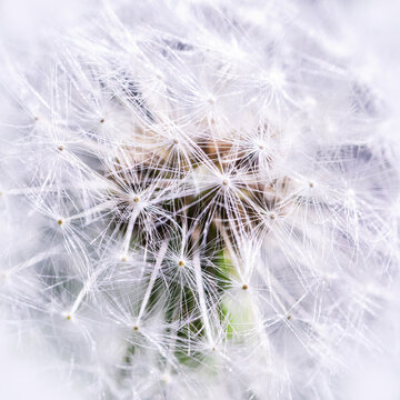 close up of dandelion seed head