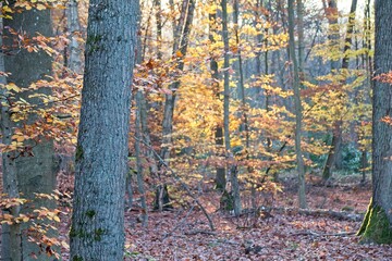 autumn forest in the morning