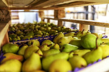 Pears in crates ready for shipping. Cold storage interior.