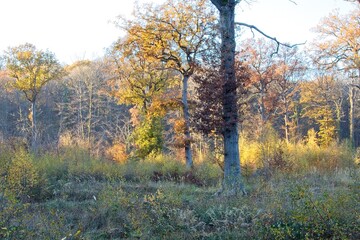 Fototapeta premium autumn forest in the morning
